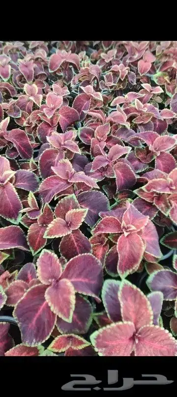 مشتل زراعي بأسعار مناسبة 14