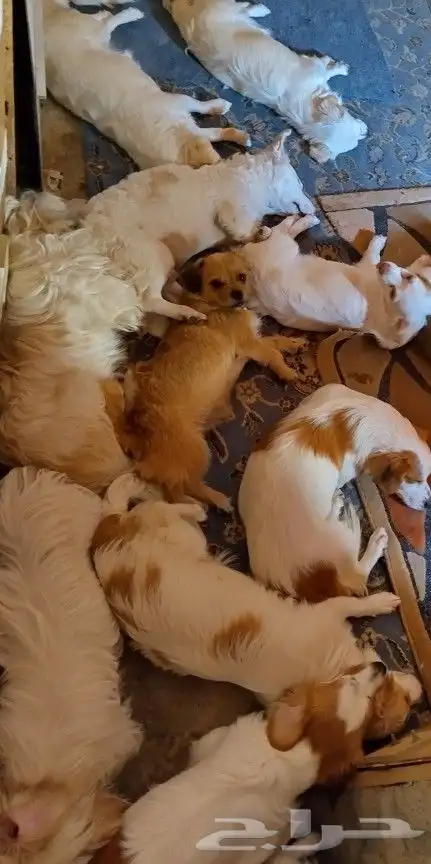 كلب للتبني 6