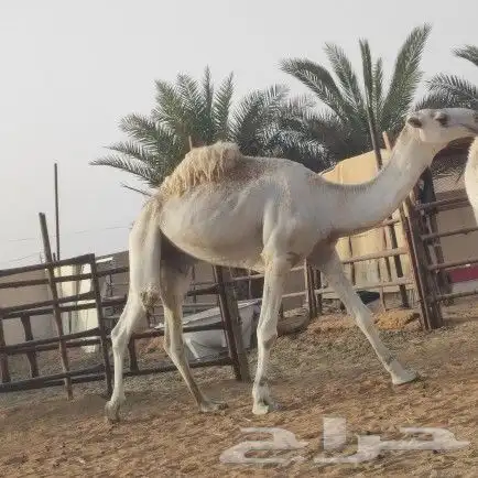 قعود ثني للبيع 1