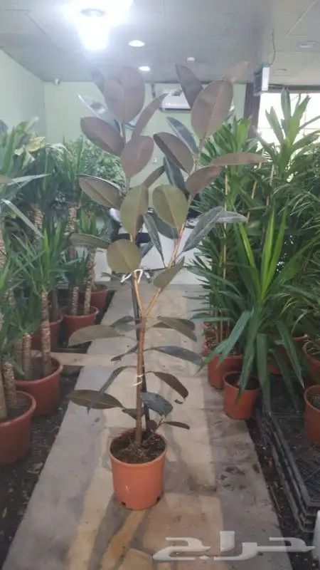 مشتل زراعي بأسعار مناسبة 10