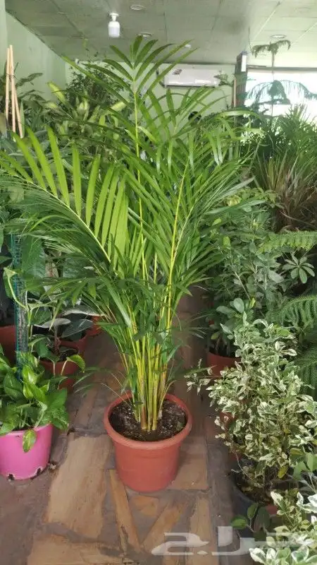 مشتل زراعي بأسعار مناسبة 12