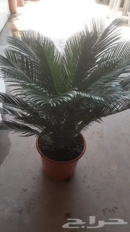 مشتل زراعي بأسعار مناسبة 9