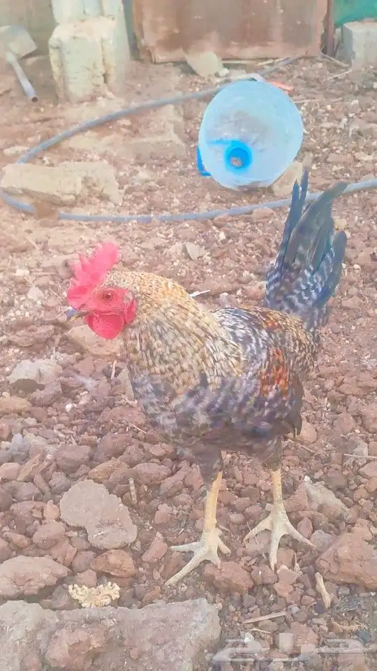 18 ديك بصحه جيده وسليمه من الامراض بئذن الله العمر متوسط 2