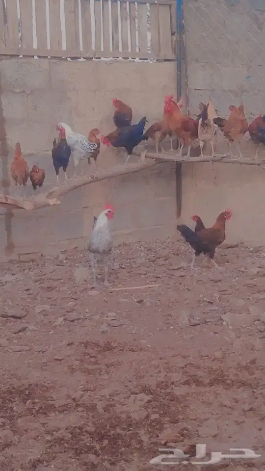 18 ديك بصحه جيده وسليمه من الامراض بئذن الله العمر متوسط 1