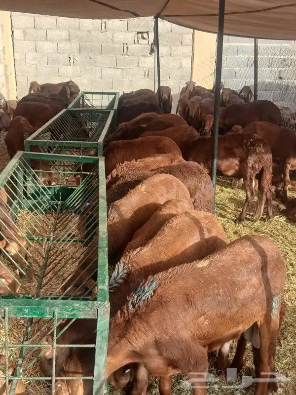 موقعنا مكة الرياض الباحة تبوك الخرج 12
