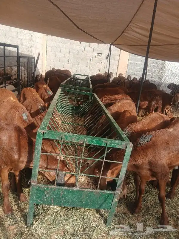 موقعنا مكة الرياض الباحة تبوك الخرج 9