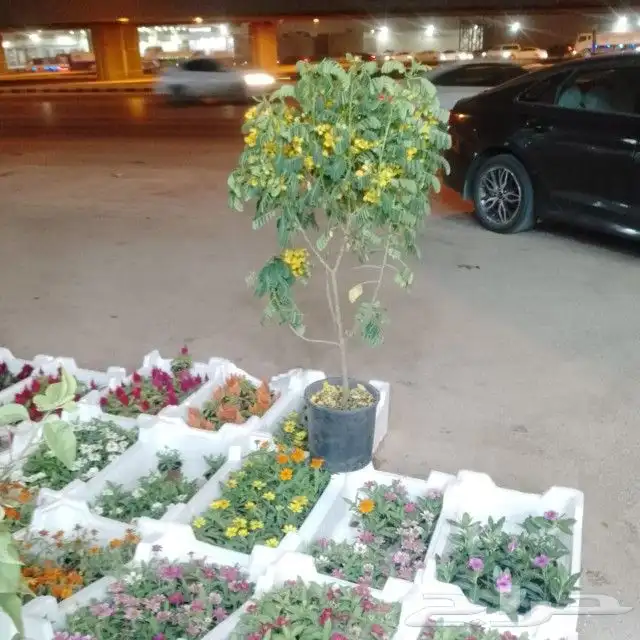 مشتل زراعي بأسعار مناسبة 13