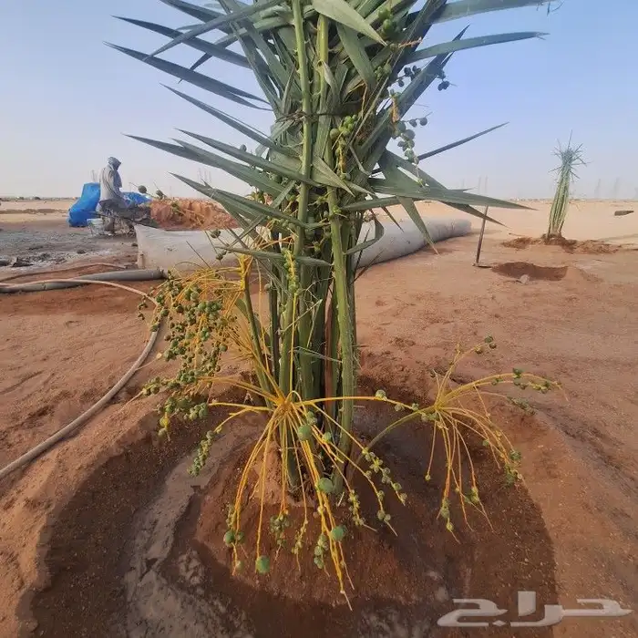 يوجدالدين نخيل فسايل مثمر وانواع مختلفه 1