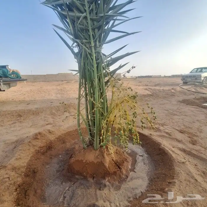 يوجدالدين نخيل فسايل مثمر وانواع مختلفه 0