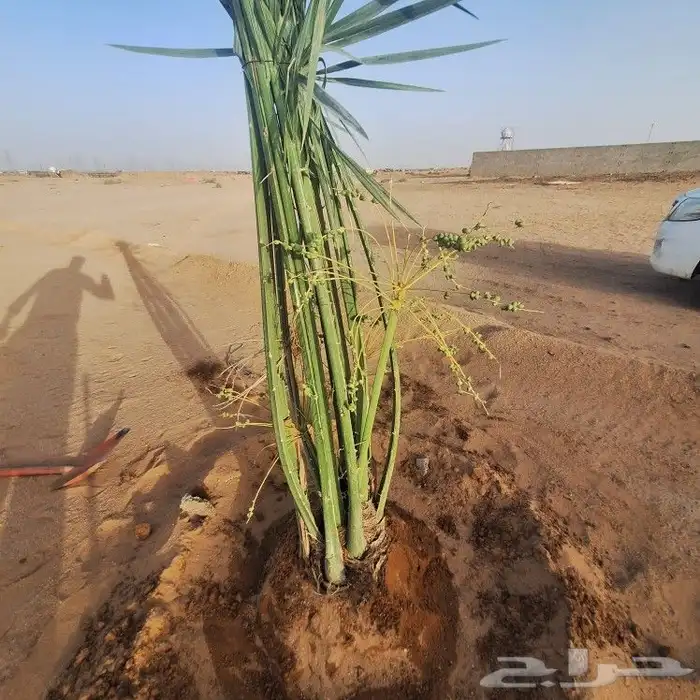 يوجدالدين نخيل فسايل مثمر وانواع مختلفه 3