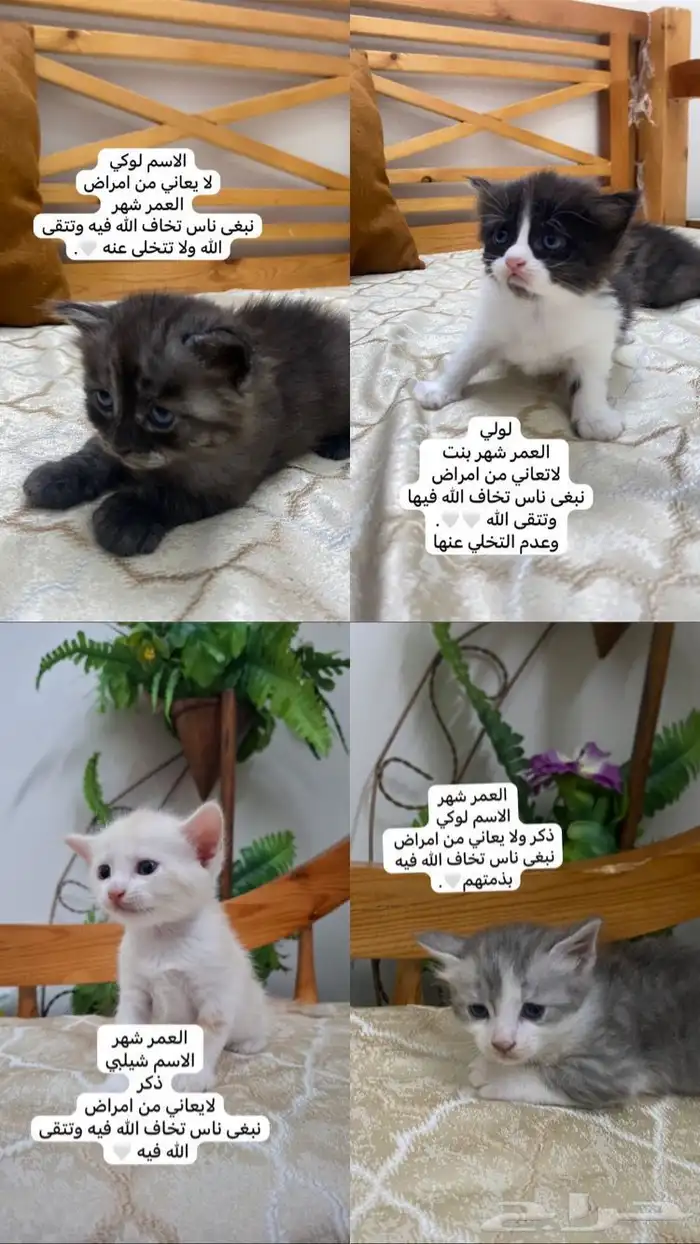 العدا 0