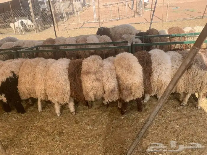 موقعنا مكة الرياض الباحة تبوك الخرج 4