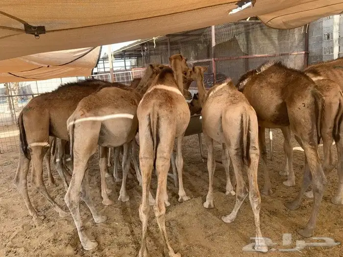 موقعنا مكة الرياض الباحة تبوك الخرج 23