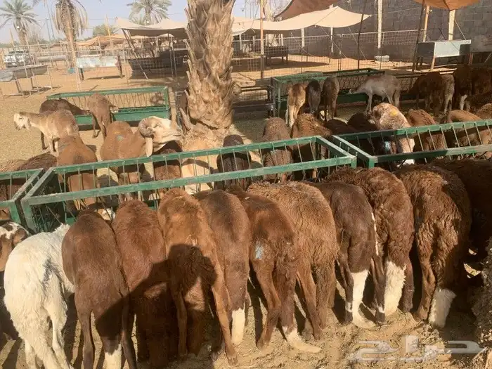 موقعنا مكة الرياض الباحة تبوك الخرج 3