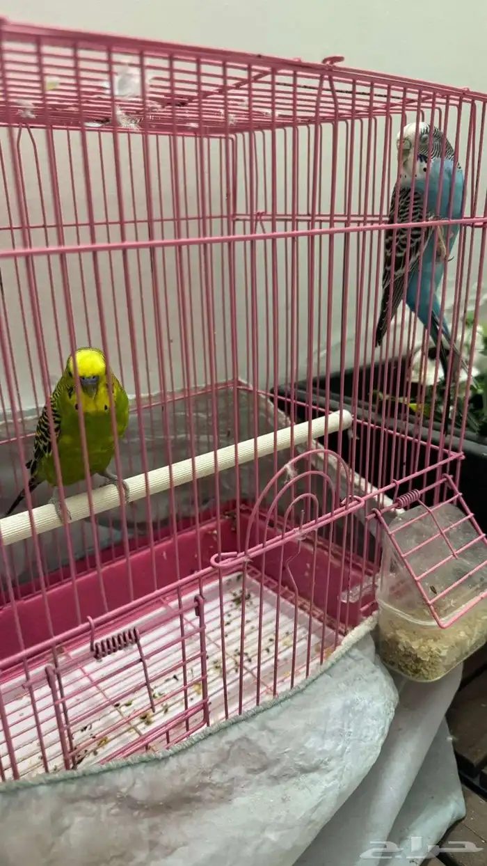 طيور باجي الحب 0