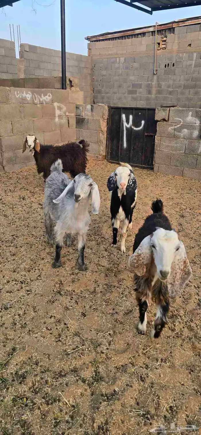 جفار للبيع 0