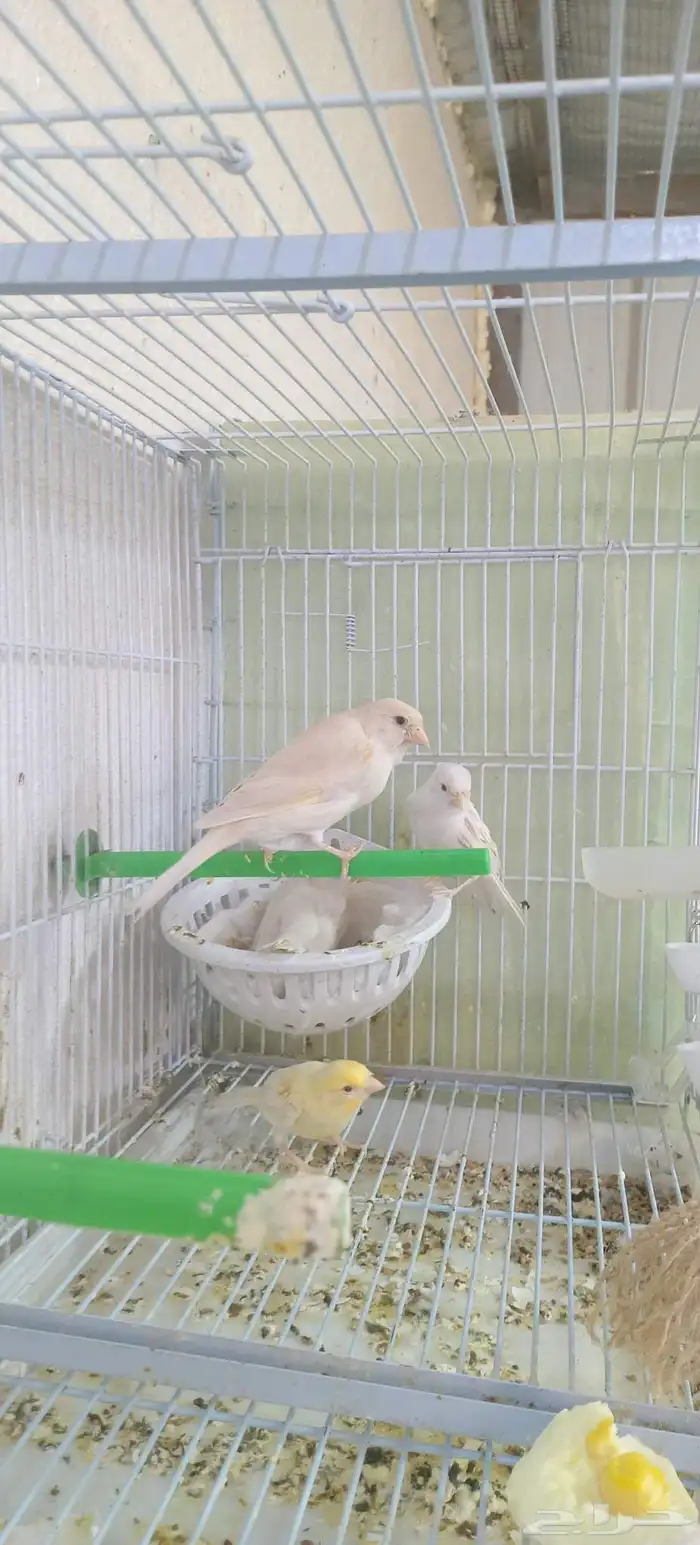 جوز كناري بالاأنتاج (تم البيع) 2