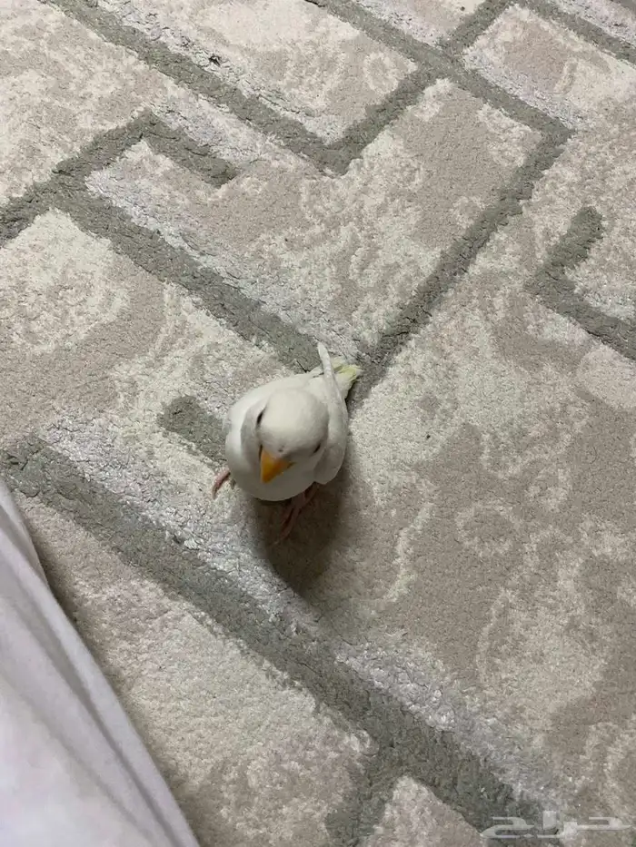 روز البينو 1