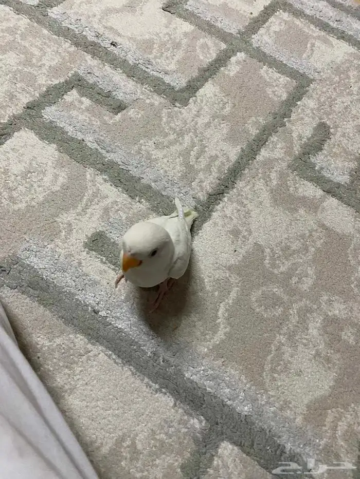روز البينو 8