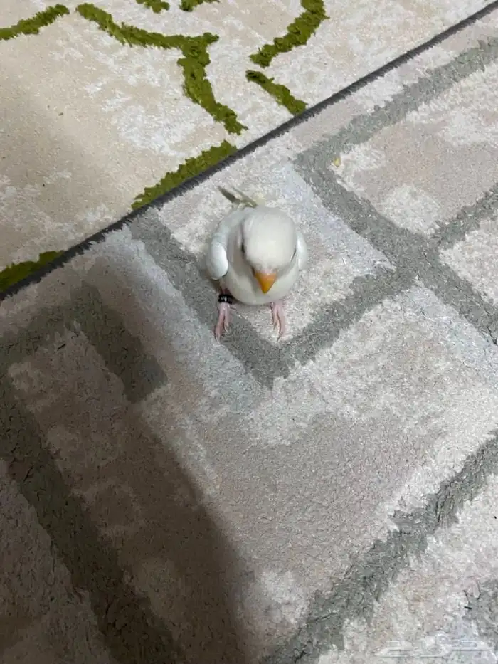 روز البينو 4