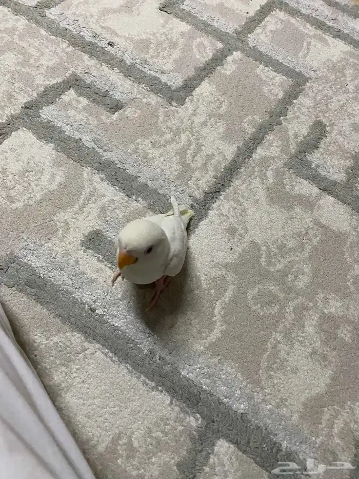 روز البينو 6