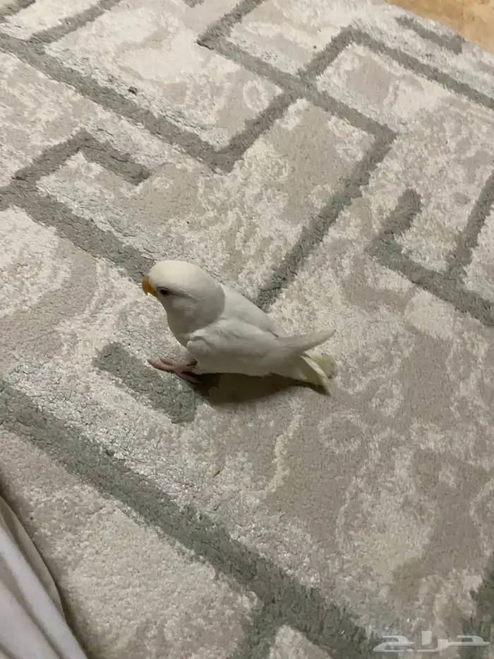 روز البينو 7