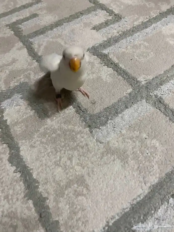 روز البينو 3