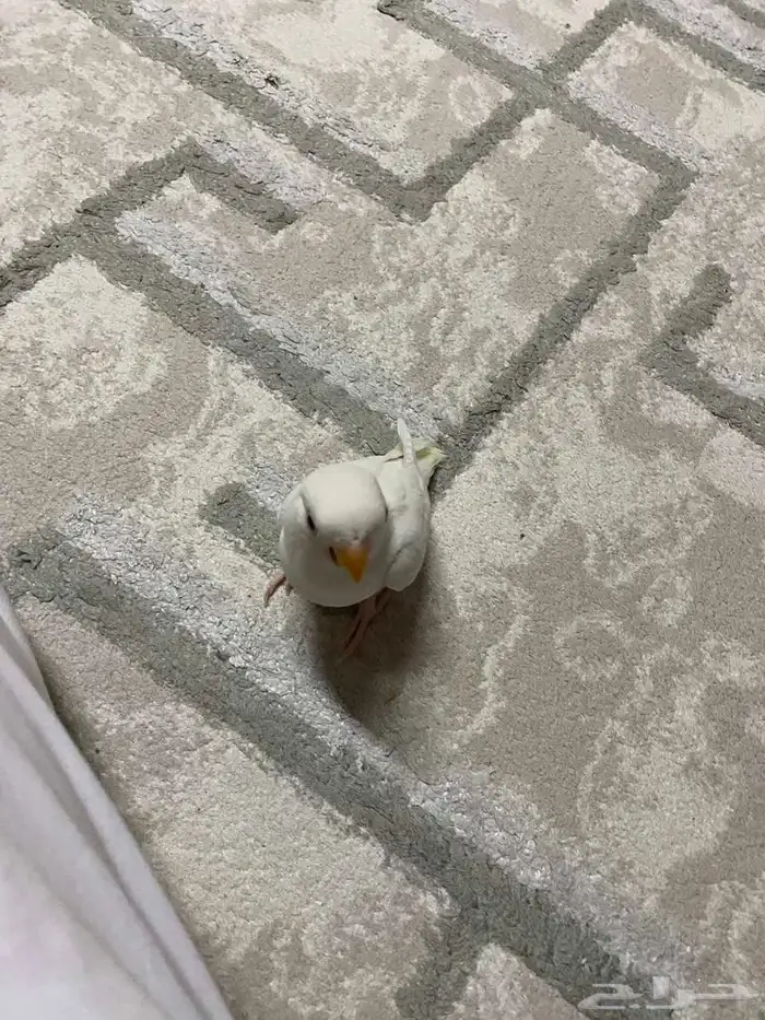 روز البينو 0