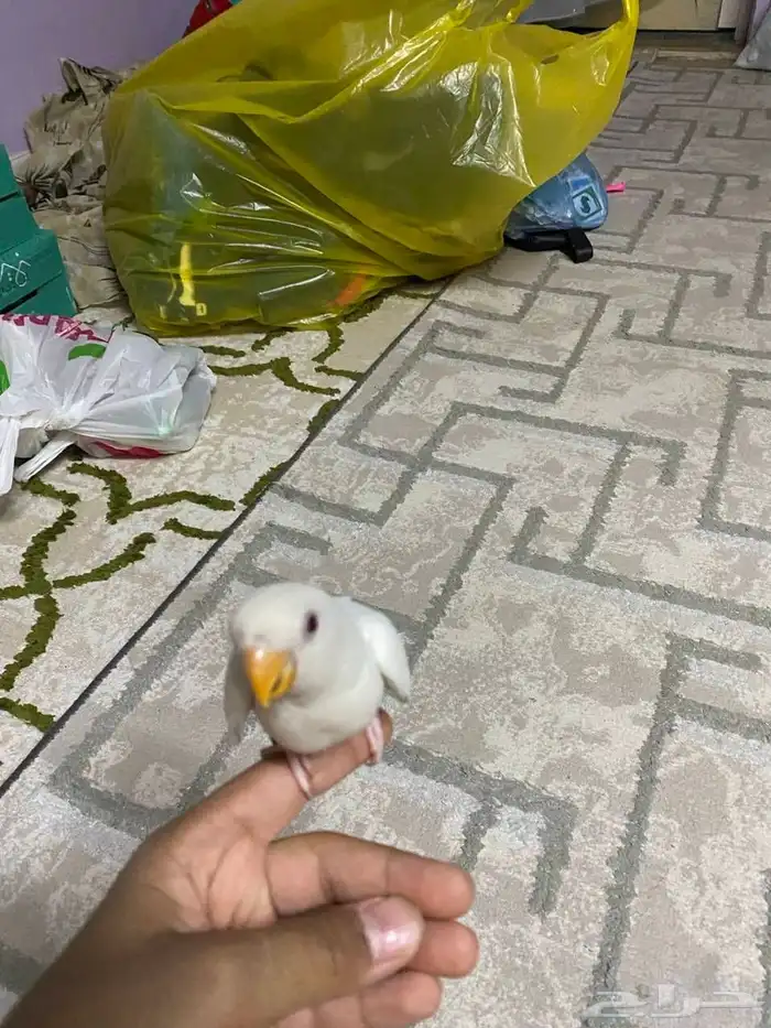 روز البينو 2
