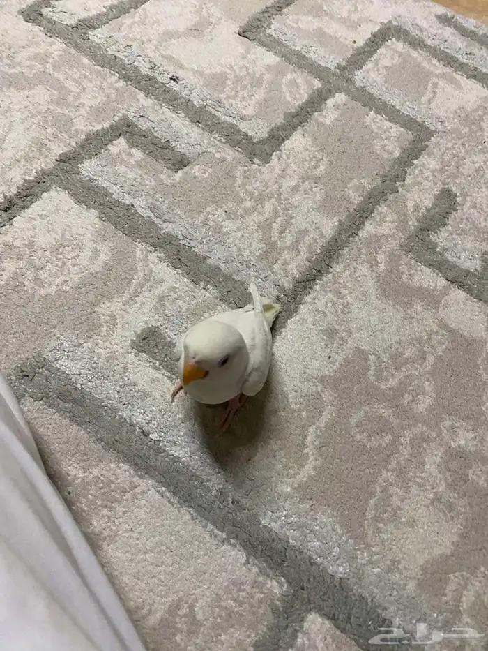 روز البينو 5