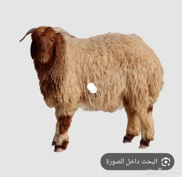 موجود ضحيه العيد اي نوع واي وزن وموجود الجزار كمان 0