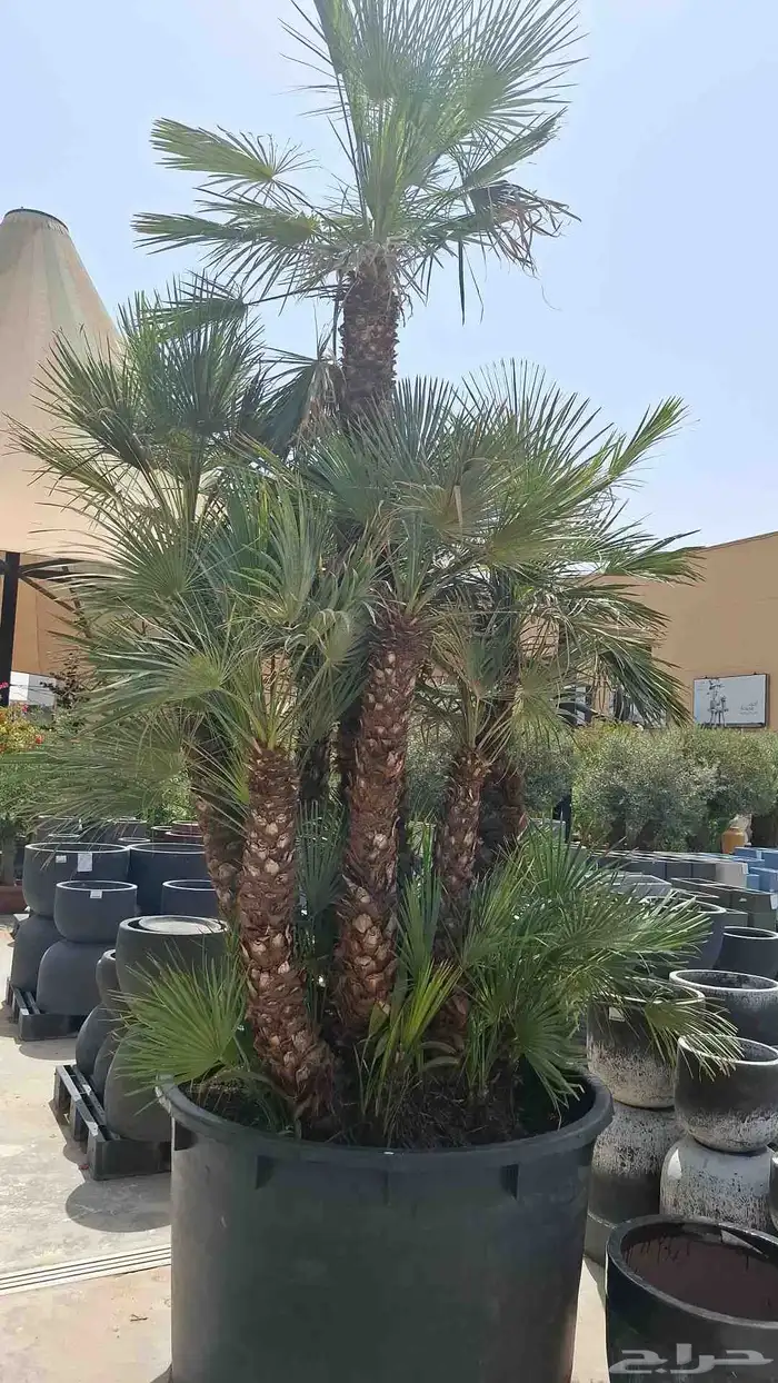 توريد وزراعه النخيل الزينه والعربي وجميع أشالزينه والمثمره 3