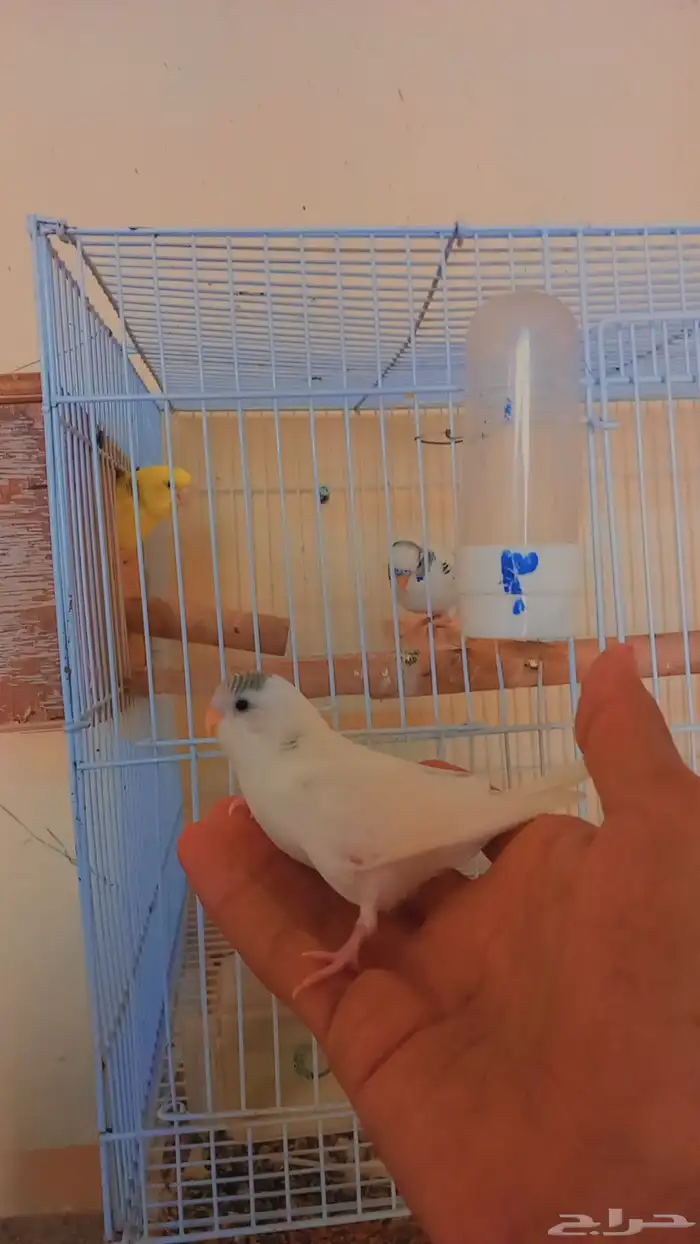 زوج بادجي منتج مشروط 4