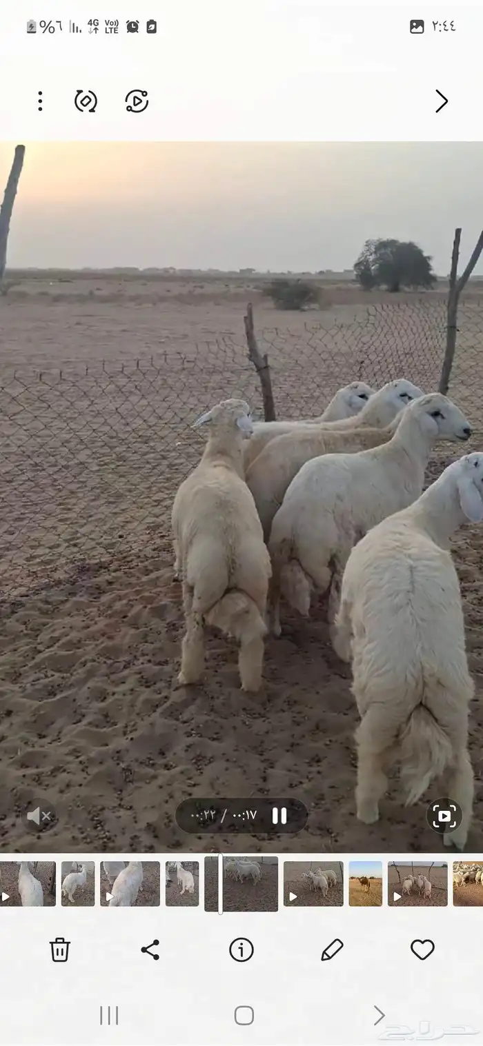 طليان جبره مناسبات 3