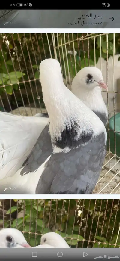اناثي رقاص هولندي مكتف ازرق تم اللبيع تم اللبيع تم اللبيع 6