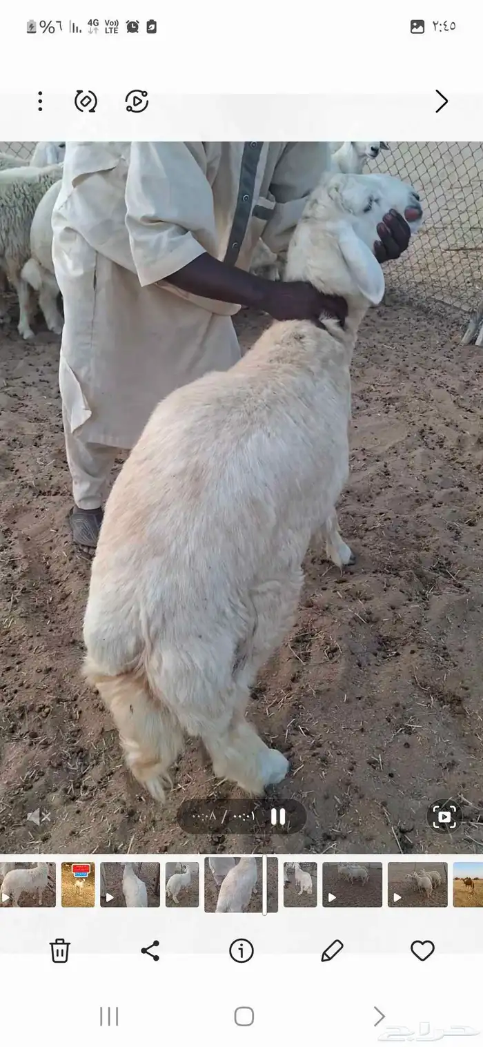 طليان جبره مناسبات 0