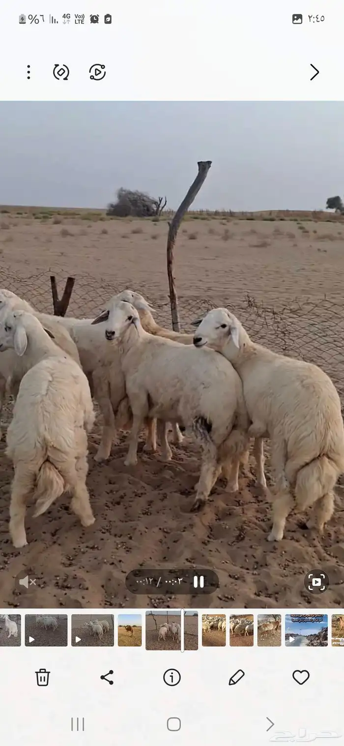 طليان جبره مناسبات 2
