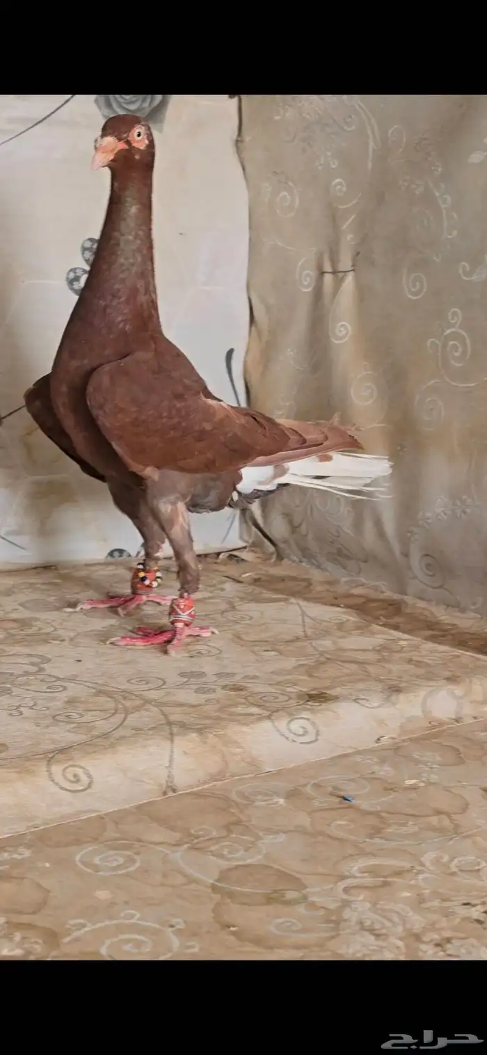 جوز دنش او (مكابي) مع انتاجه 0