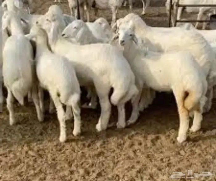 غنم حريات اضاحي شحم ولحم تربية 2