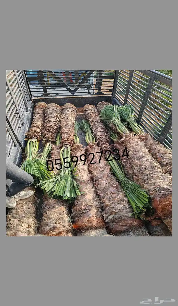 نخل واشنطني نخيل واشنطونيا نخل زينه 4