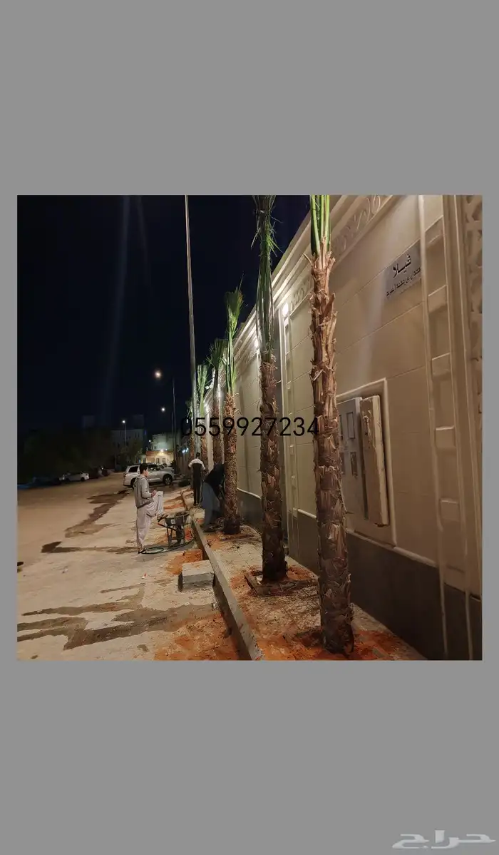 نخل واشنطني نخيل واشنطونيا نخل زينه 2