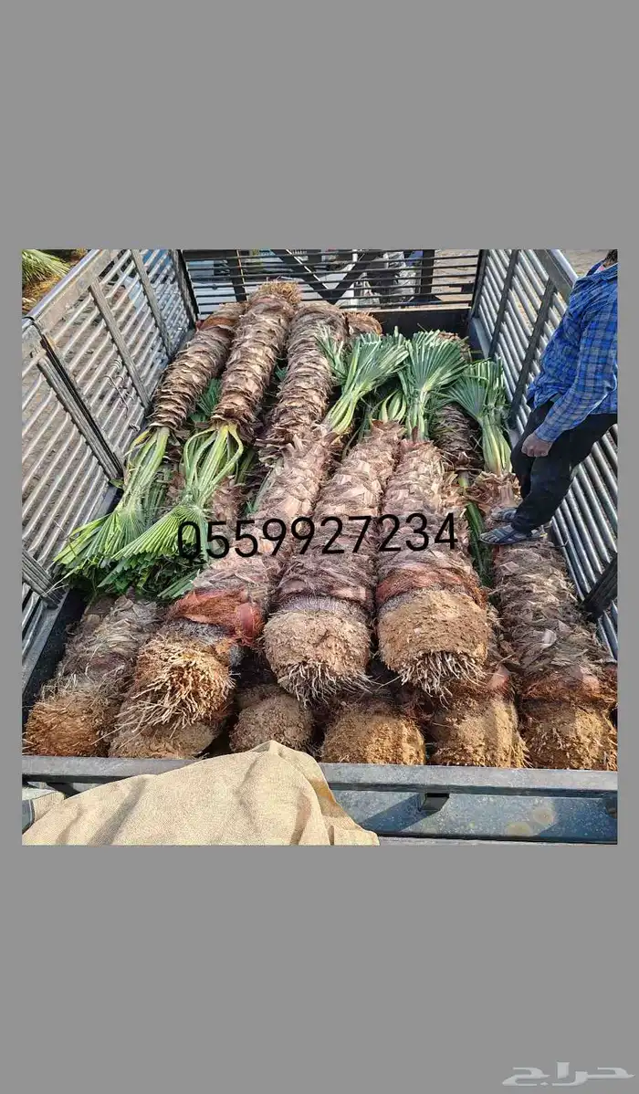 نخل واشنطني نخيل واشنطونيا نخل زينه 3