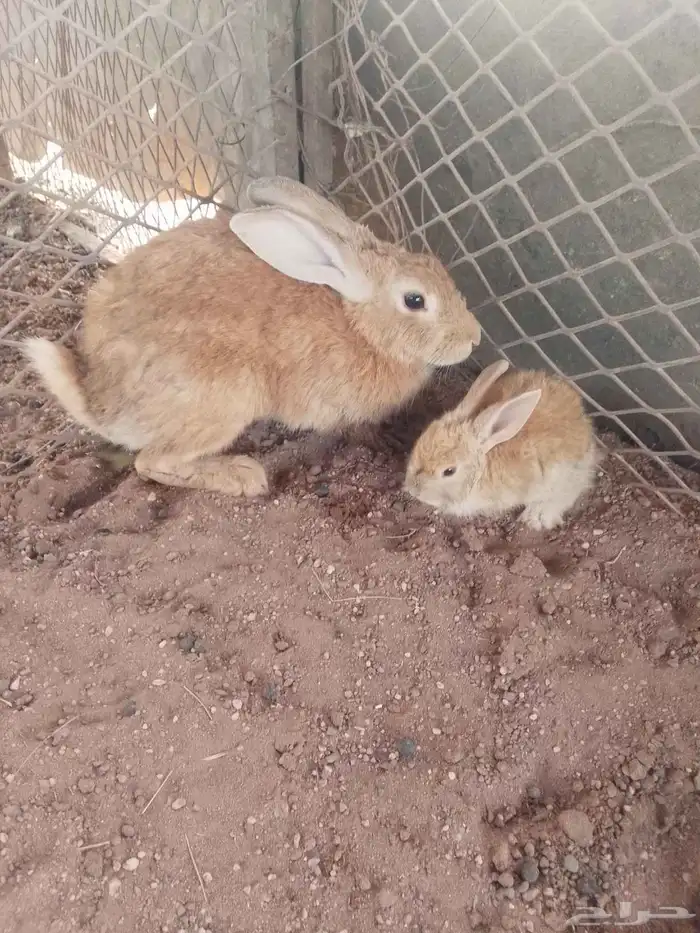 البيع أرنب فرنسا وبلدي مضرع ولدت طيبه 0