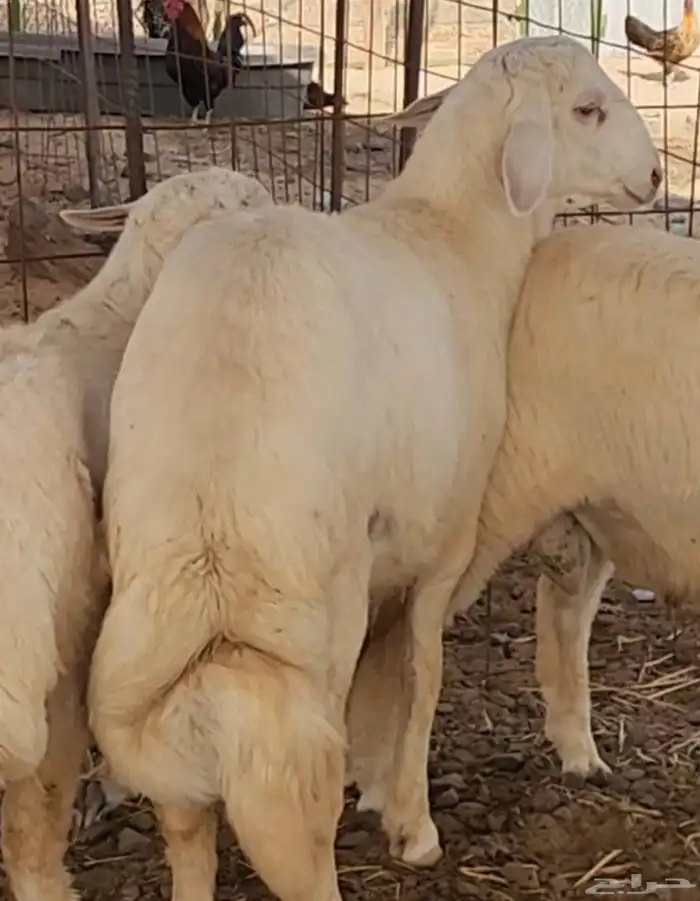 طليان حري إنتاج مراح القريدية للاغنام 2
