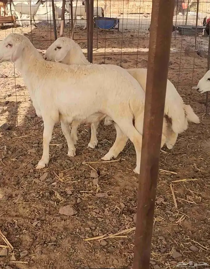 طليان حري إنتاج مراح القريدية للاغنام 6
