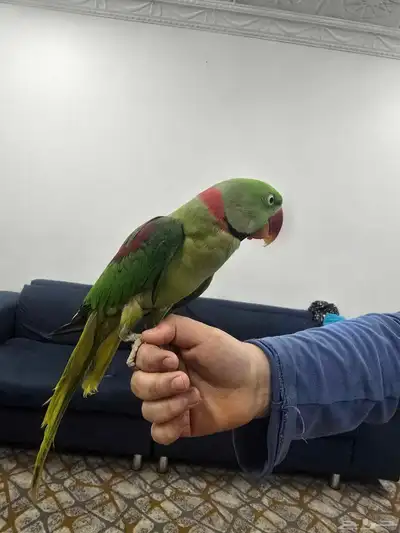 ببغاء درة للبيع 1
