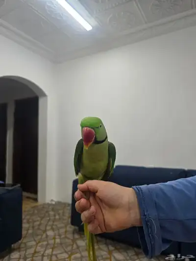 ببغاء درة للبيع 0