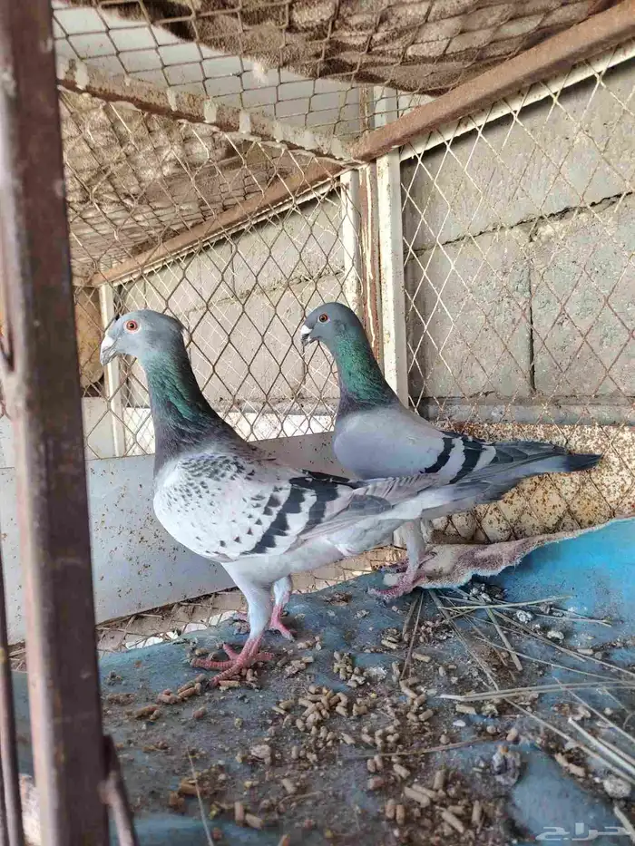 البيع جوزهومر 1