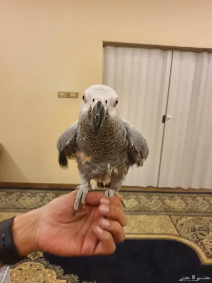 طير كاسكو فرخ 8 اشهر 2