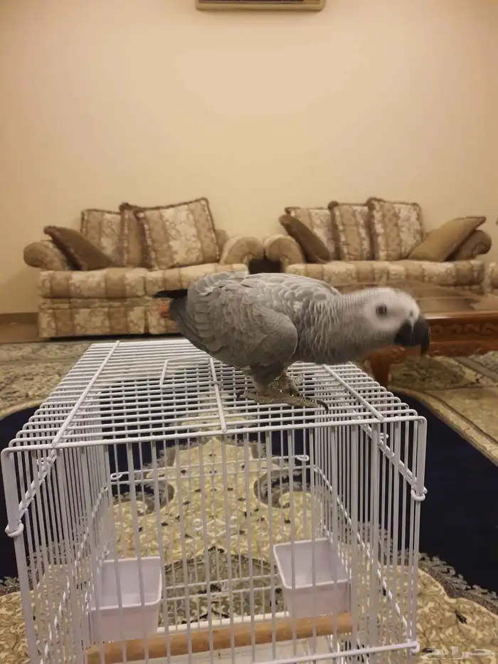 طير كاسكو فرخ 8 اشهر 0